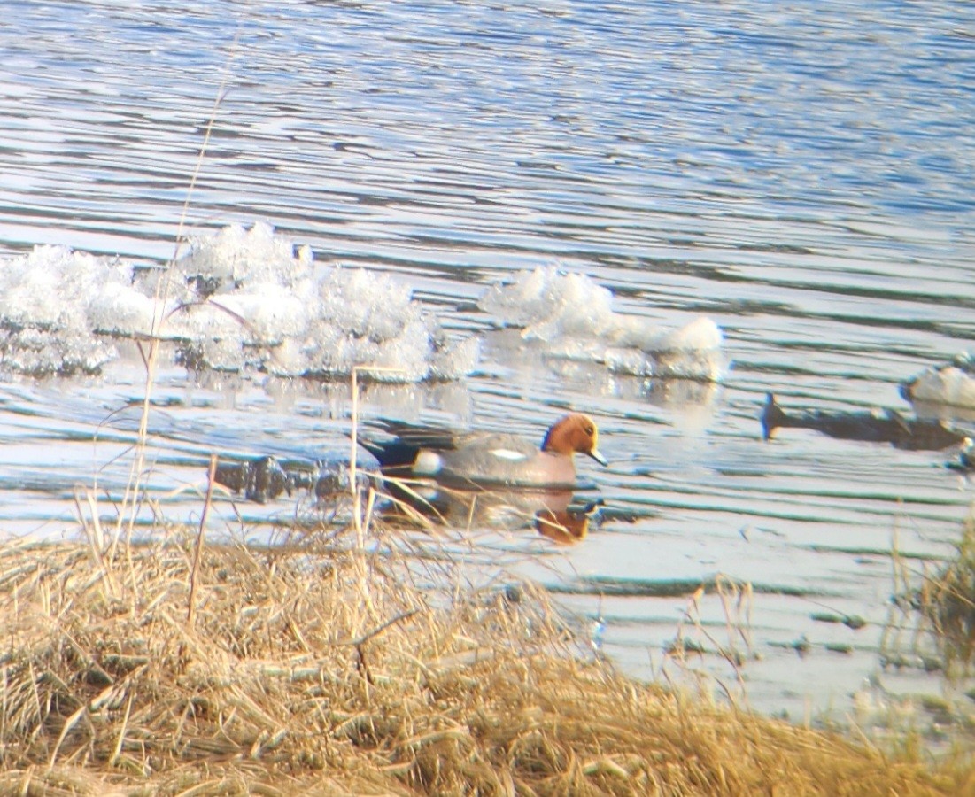 Eurasian Wigeon - ML618868692