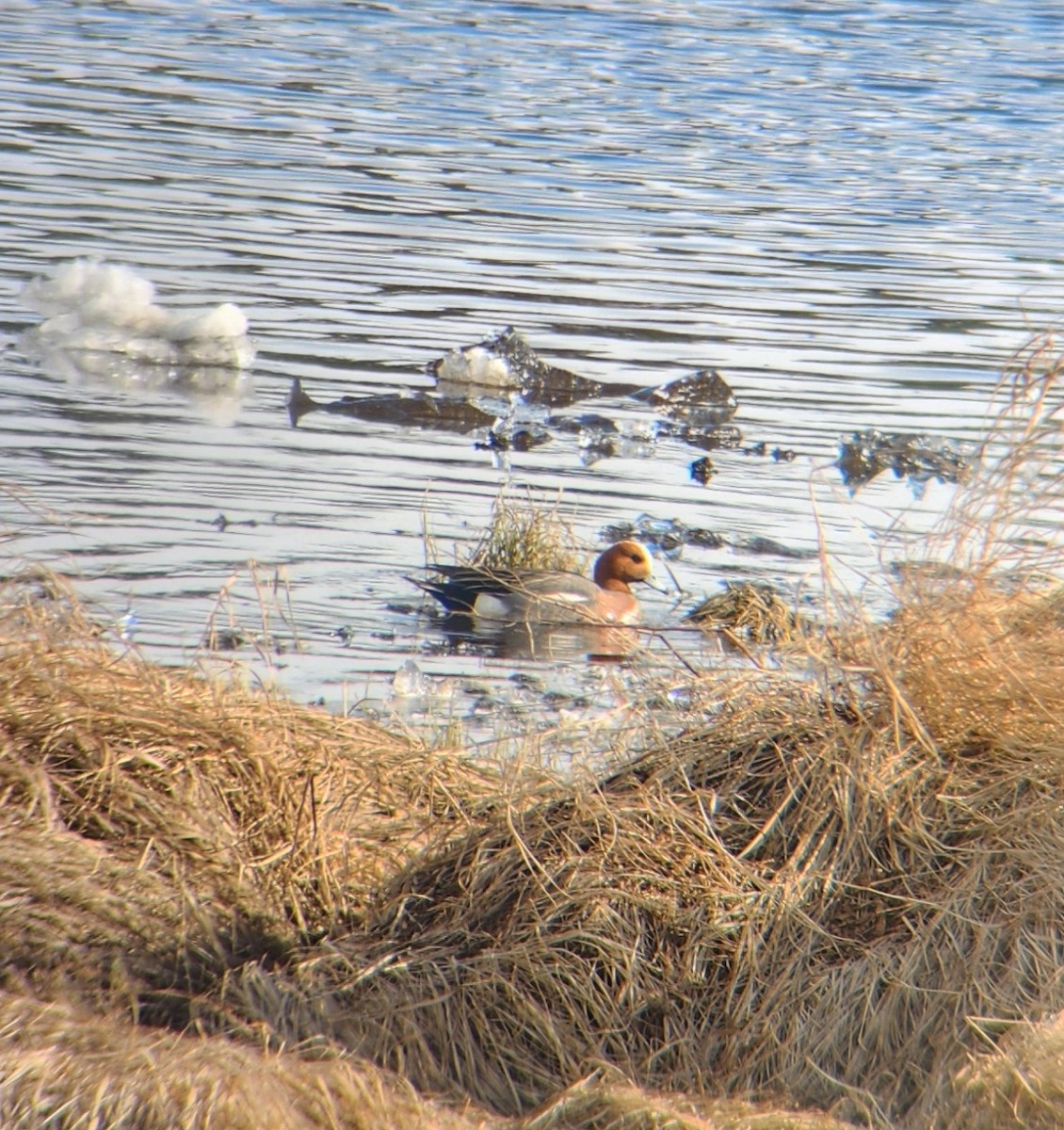 Eurasian Wigeon - ML618868696