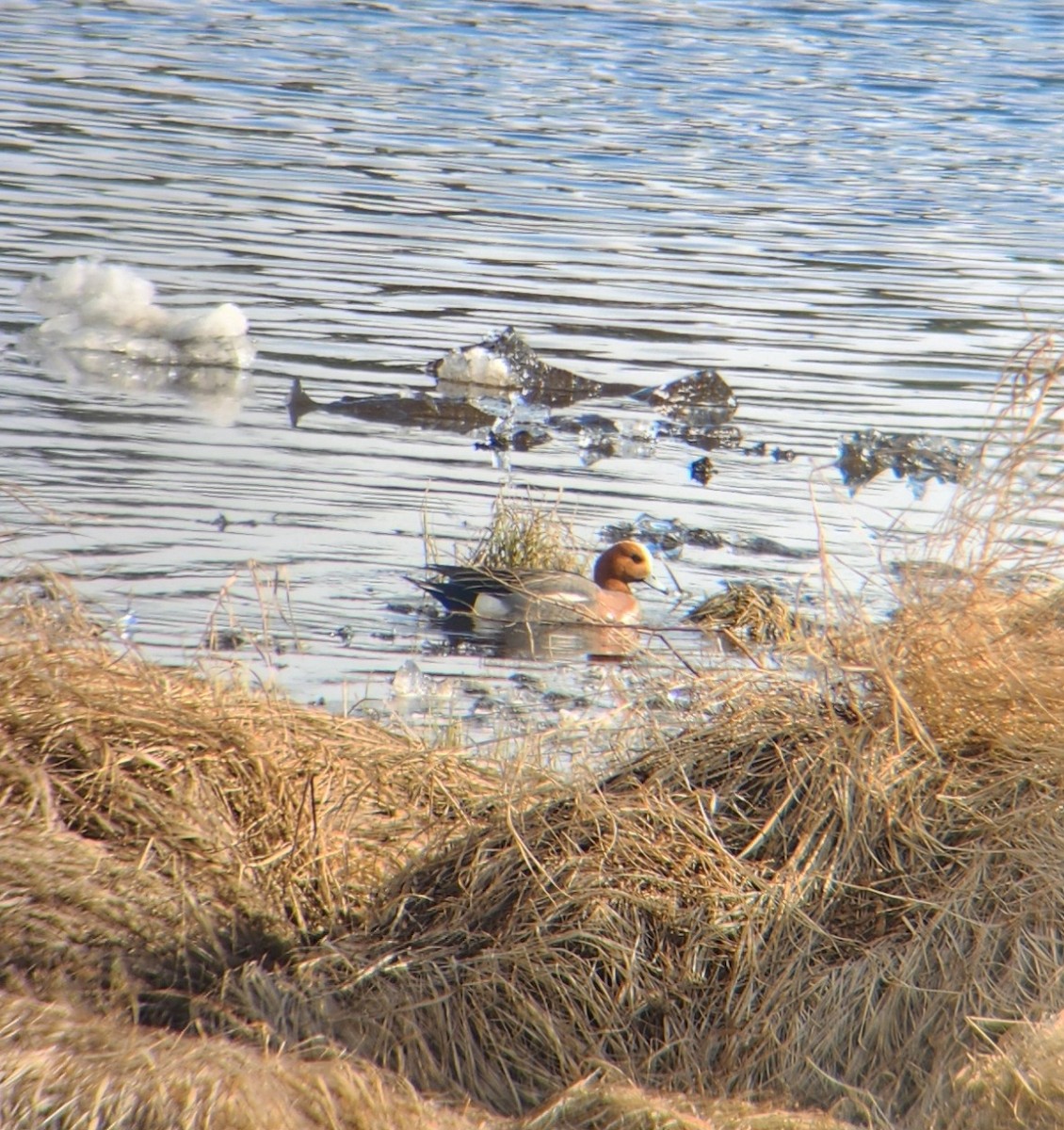 Eurasian Wigeon - ML618868696