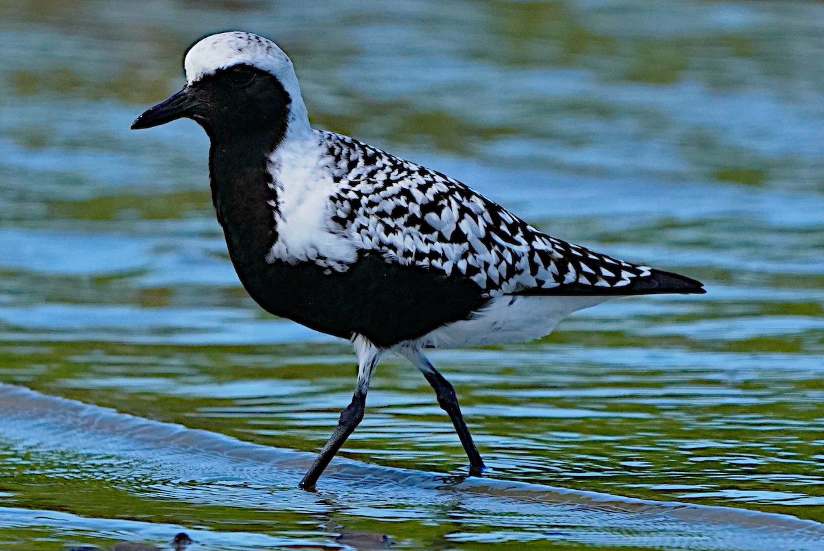 Black-bellied Plover - James Bourne