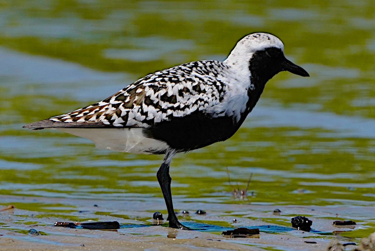 Black-bellied Plover - James Bourne