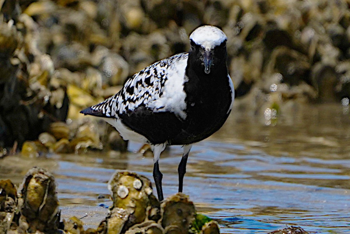 Black-bellied Plover - James Bourne