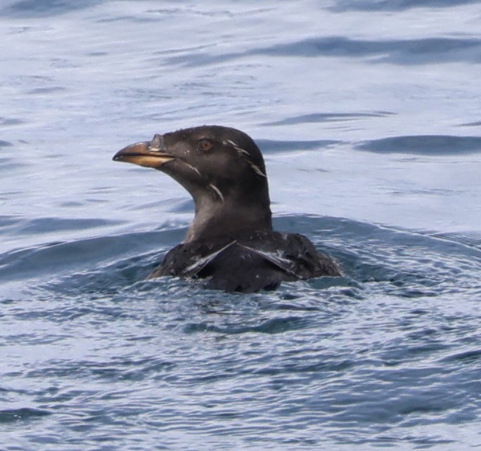 Rhinoceros Auklet - Diane Etchison