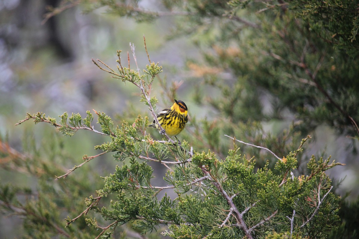 Cape May Warbler - ML618868720