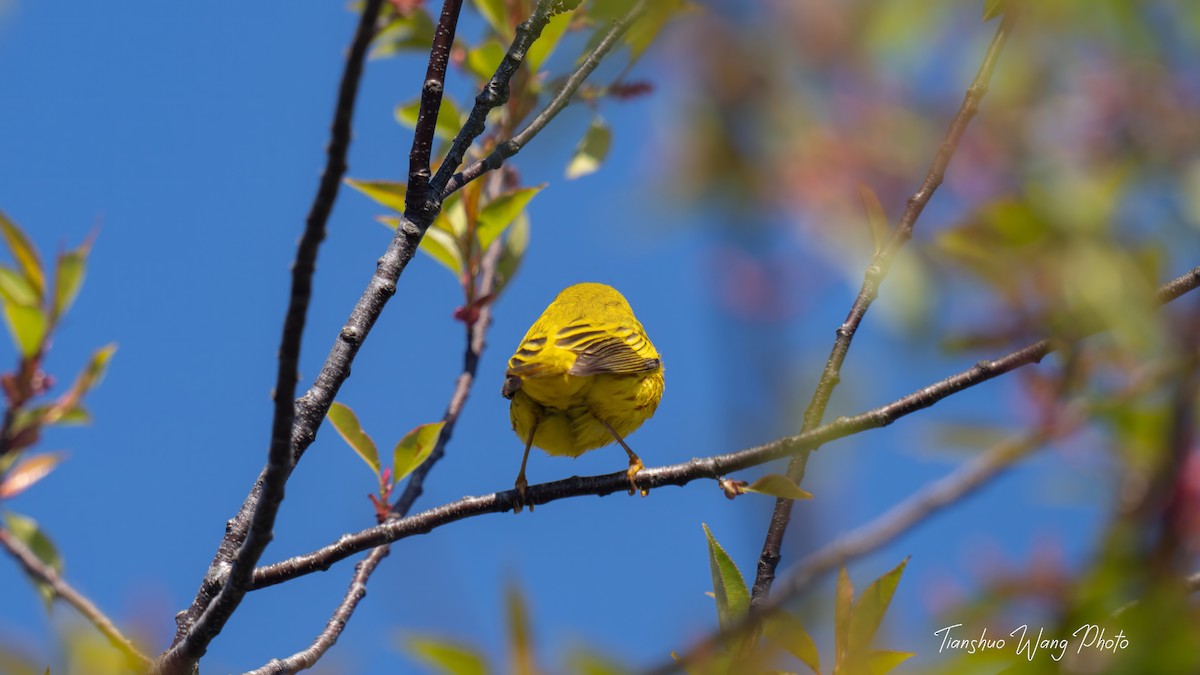 Yellow Warbler - Tianshuo Wang