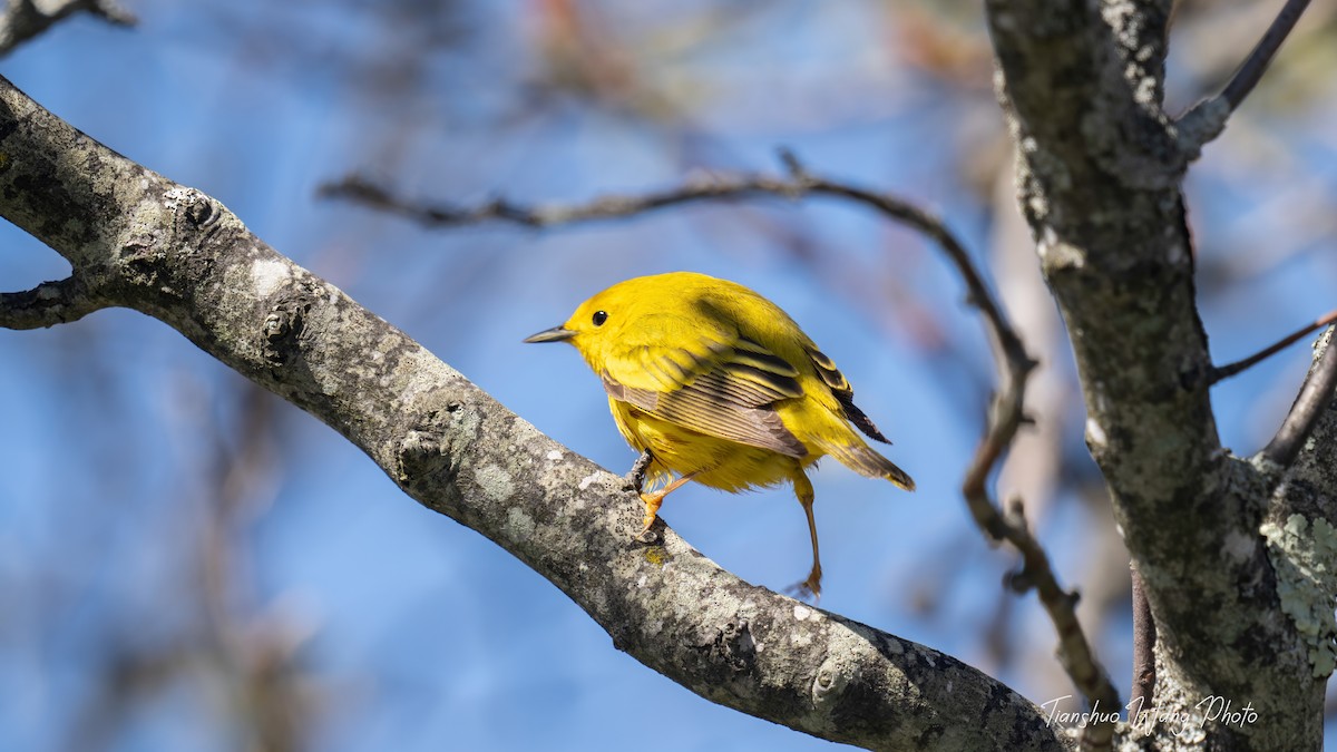 Yellow Warbler - Tianshuo Wang