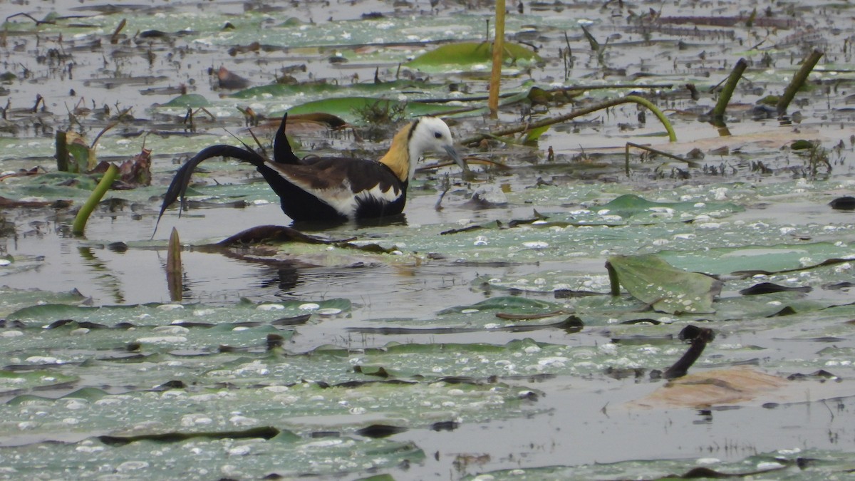 Pheasant-tailed Jacana - Thomas Claret