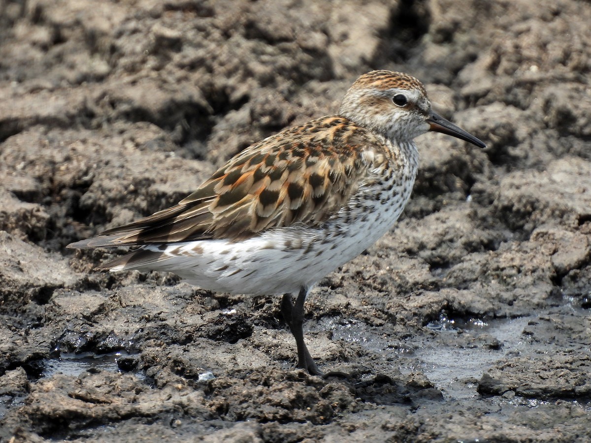 White-rumped Sandpiper - Daniel Matamoros