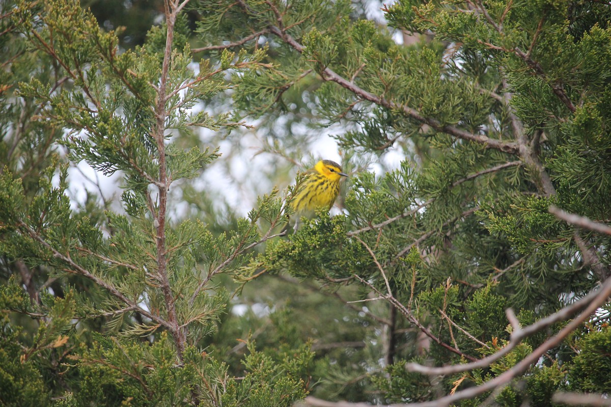 Cape May Warbler - Jennifer Evans