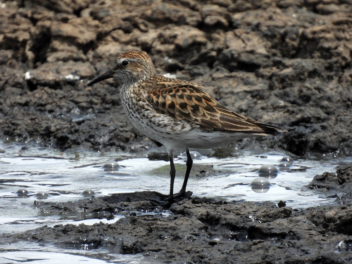 White-rumped Sandpiper - Daniel Matamoros