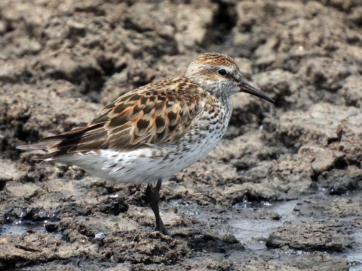 White-rumped Sandpiper - Daniel Matamoros