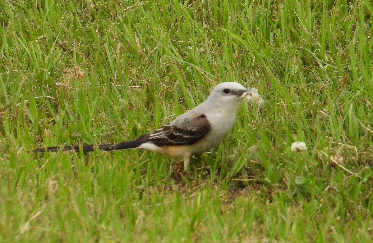 Scissor-tailed Flycatcher - Xina Jones