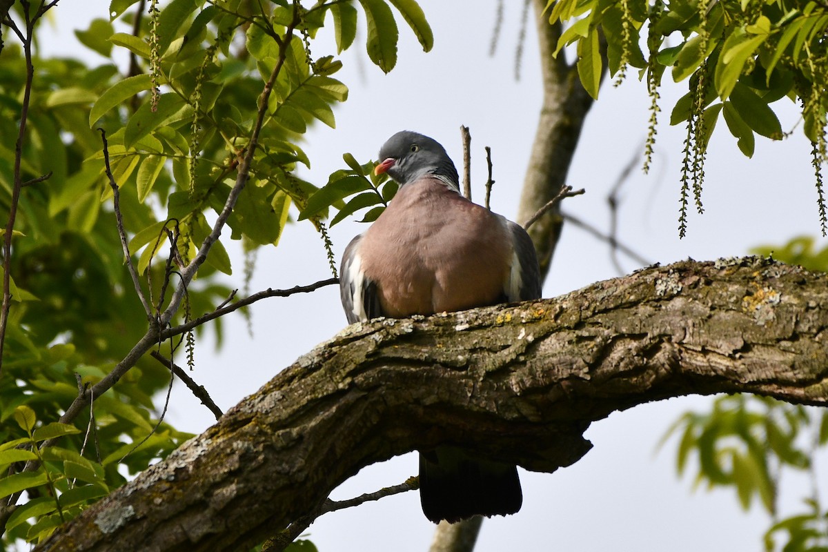 Common Wood-Pigeon (White-necked) - Julian Campuzano Garrido