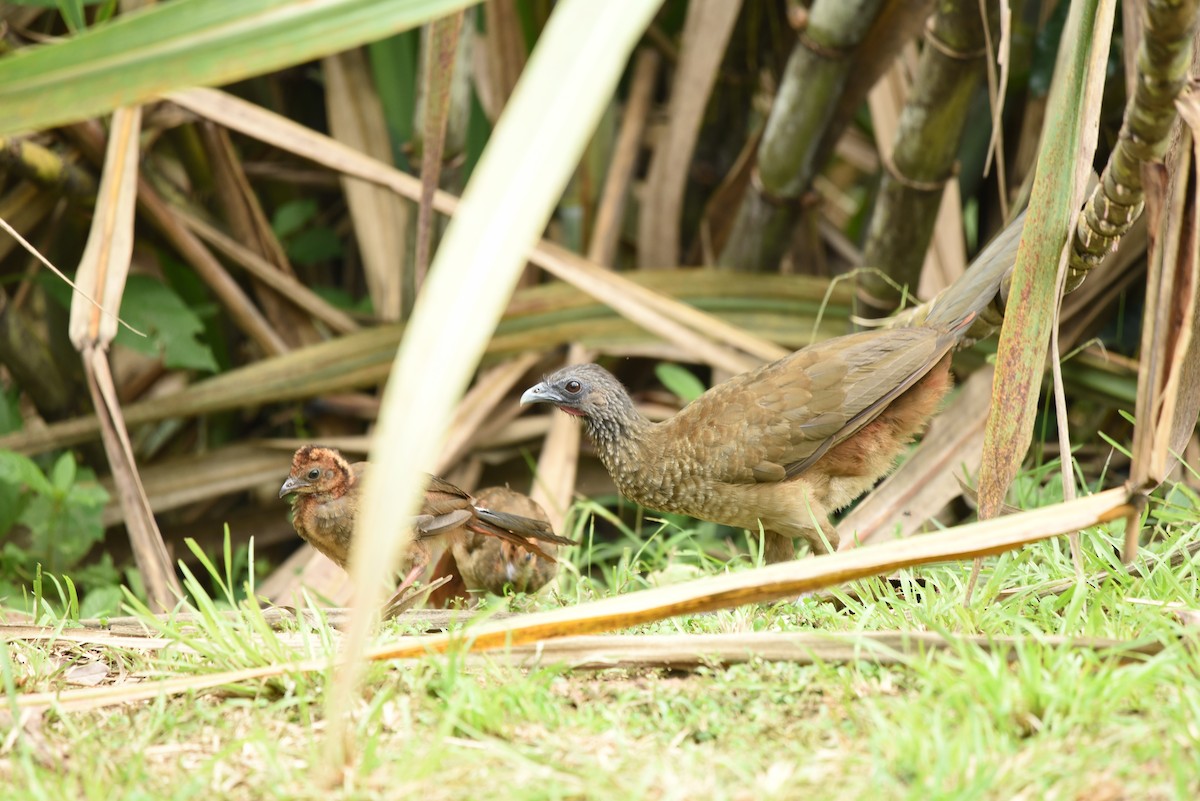 Rufous-vented Chachalaca - Isabel Puerta Cardona