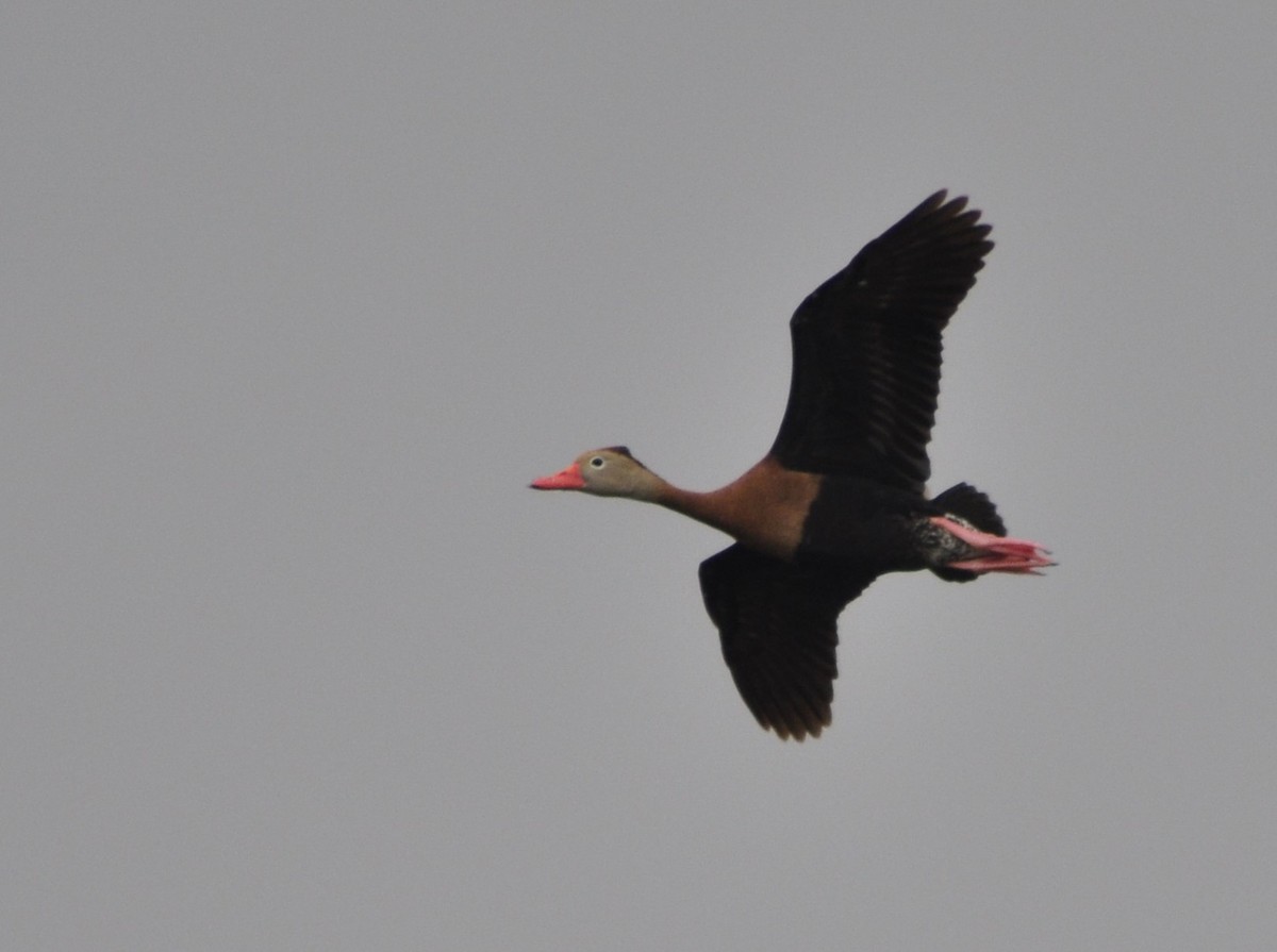 Black-bellied Whistling-Duck - Neil Zhang