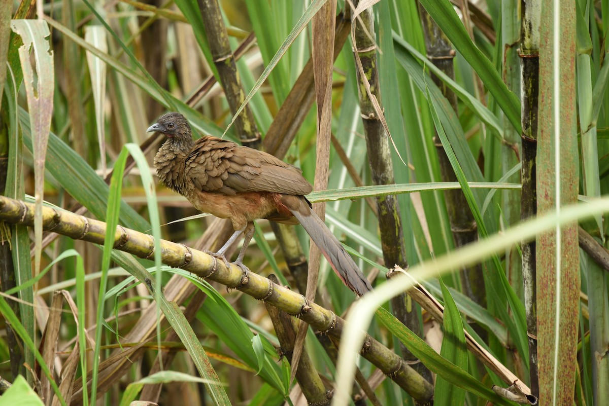 Rufous-vented Chachalaca - ML618868781