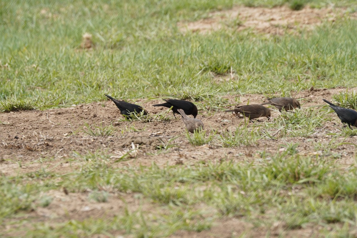 Brown-headed Cowbird - Kristy Dhaliwal