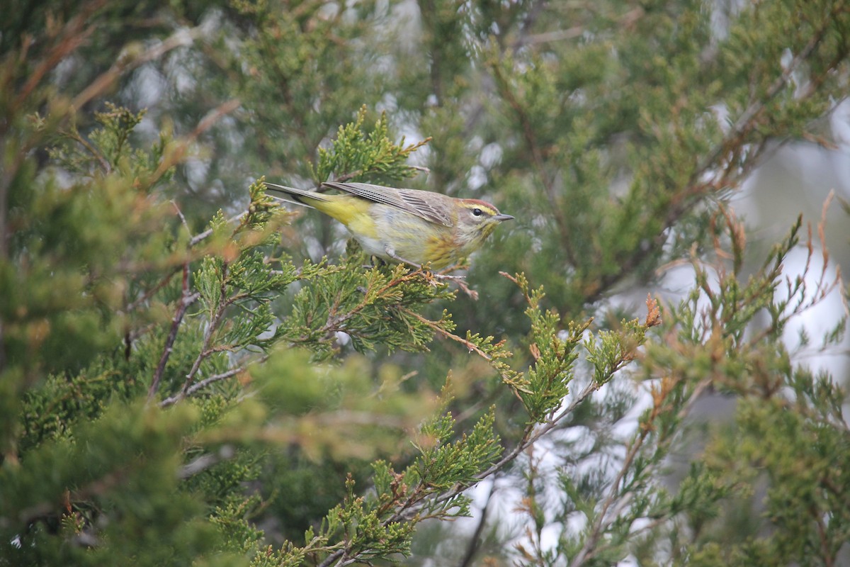 Palm Warbler (Western) - ML618868792