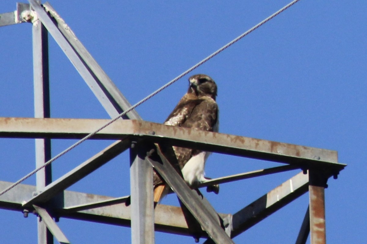 Red-tailed Hawk - Jennifer Werrell