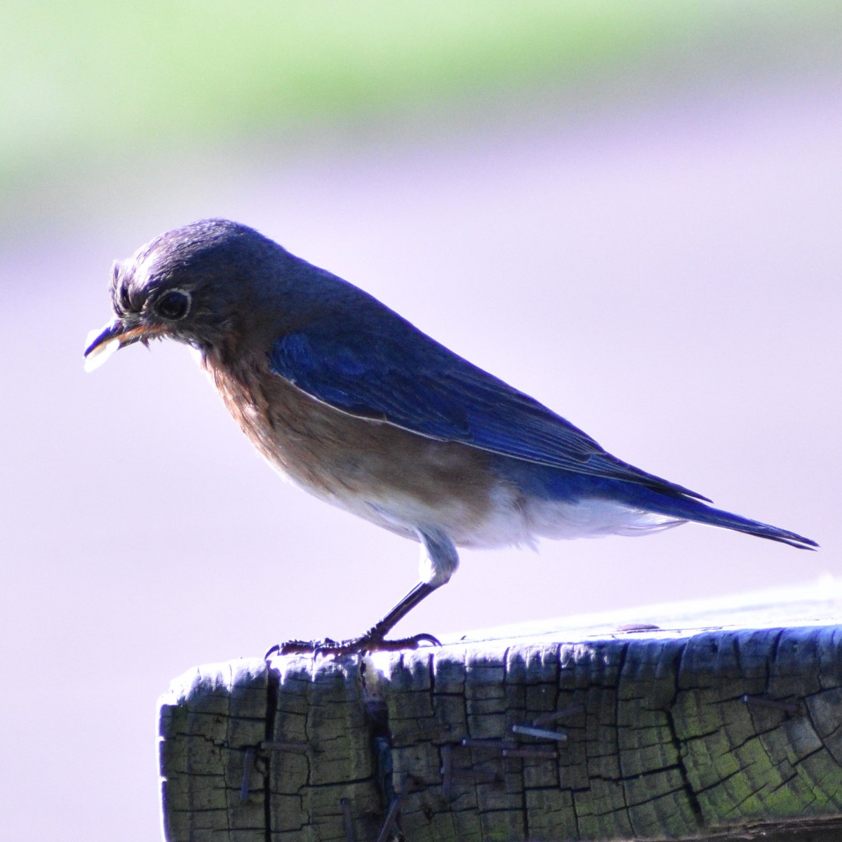 Eastern Bluebird - Shiva K