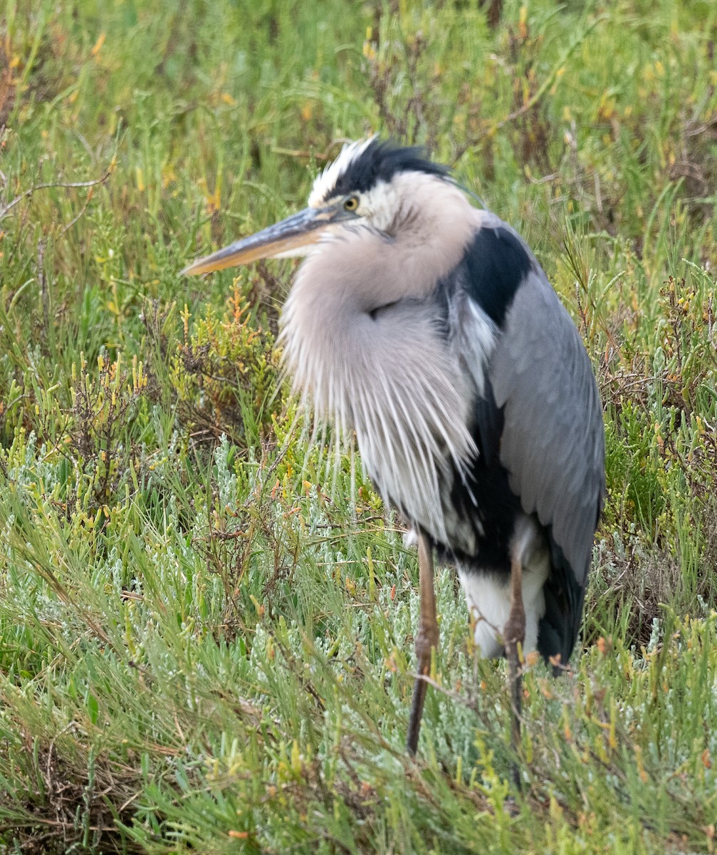 Great Blue Heron - Annie Flower