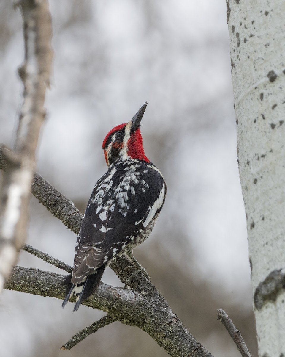 Red-naped Sapsucker - ML618868817