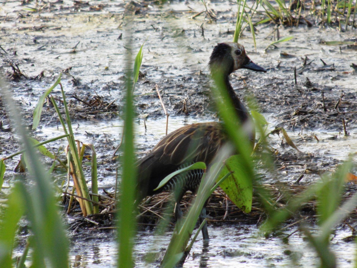 White-faced Whistling-Duck - Marcela  Ortiz Vélez