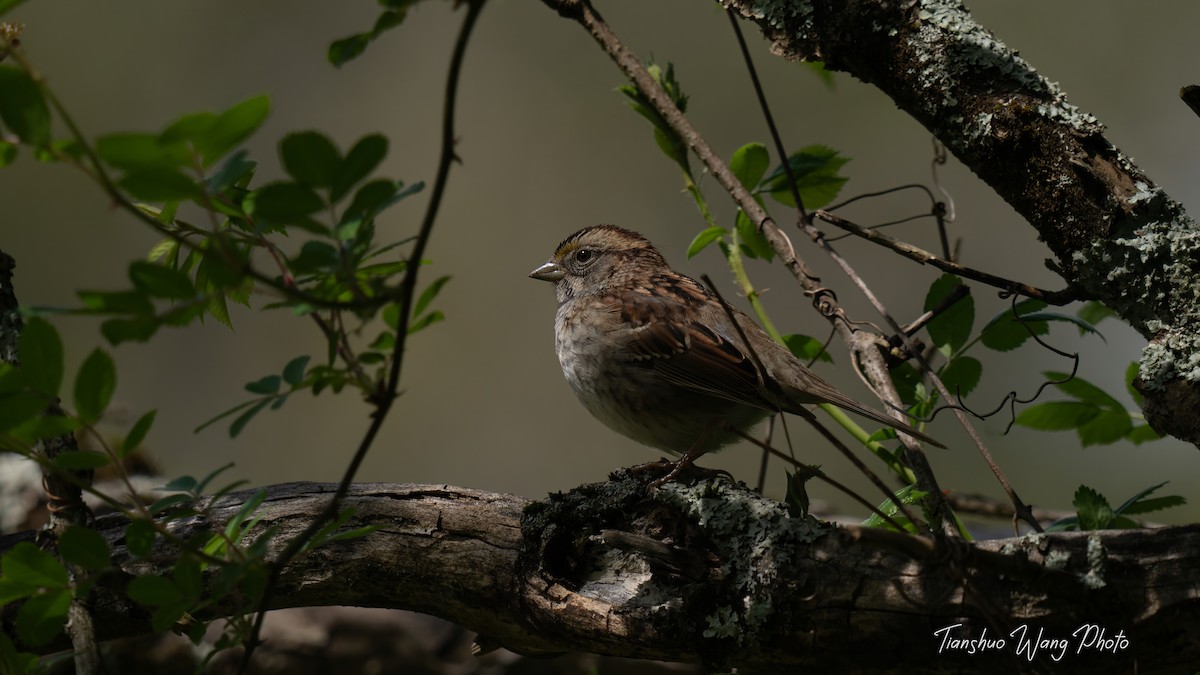 White-throated Sparrow - Tianshuo Wang