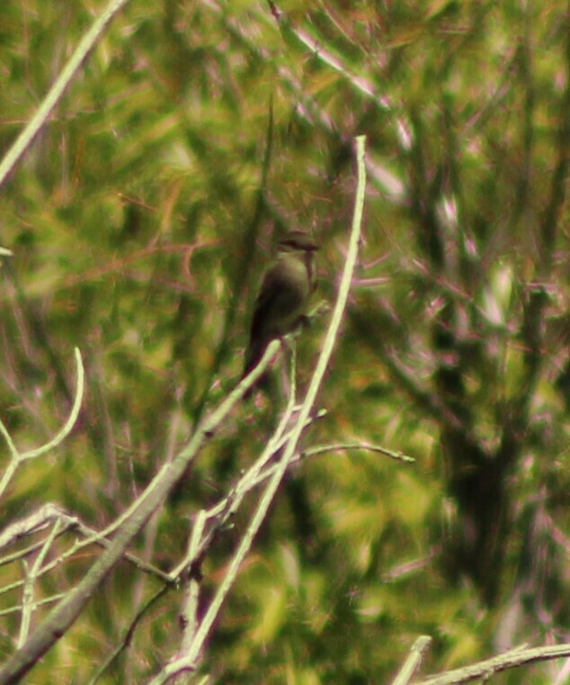 Western Wood-Pewee - Lee Sutton