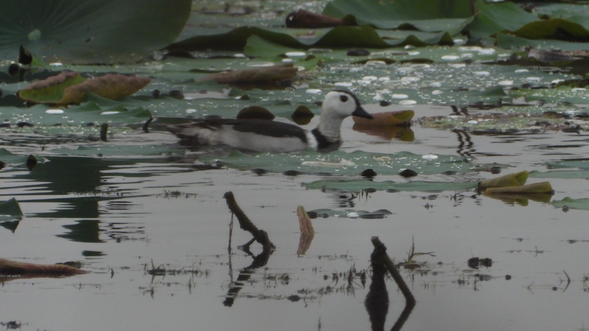 Cotton Pygmy-Goose - Thomas Claret