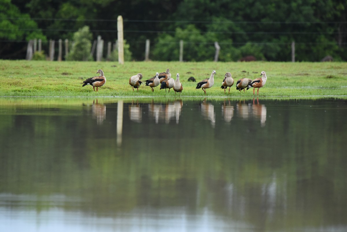 Orinoco Goose - Isabel Puerta Cardona