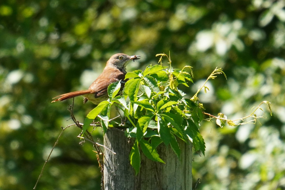 Brown Thrasher - Ethan K