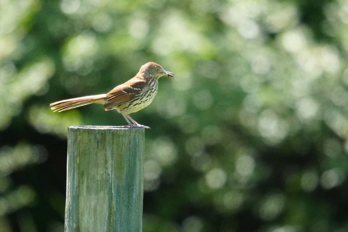 Brown Thrasher - Ethan Kang