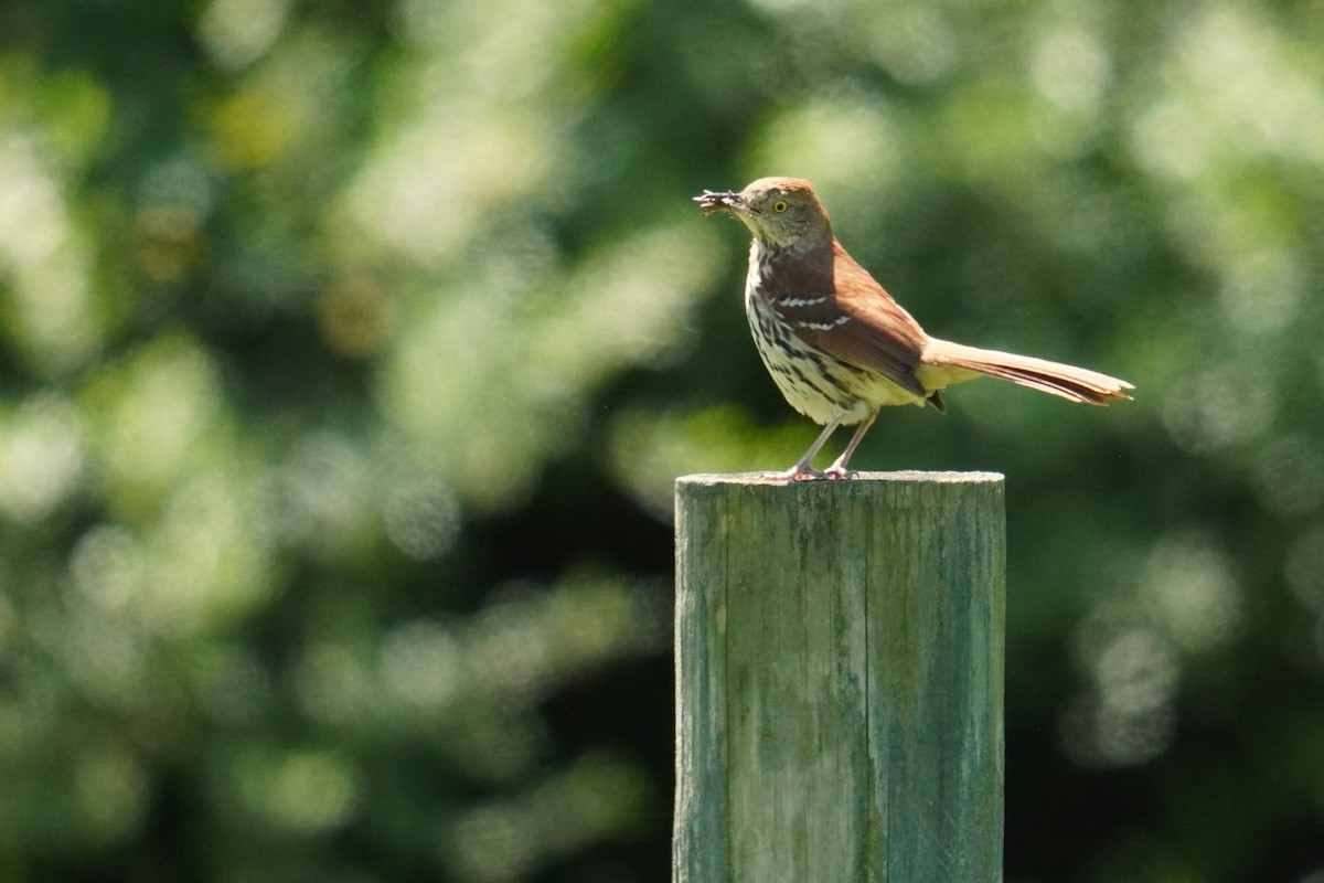 Brown Thrasher - Ethan K