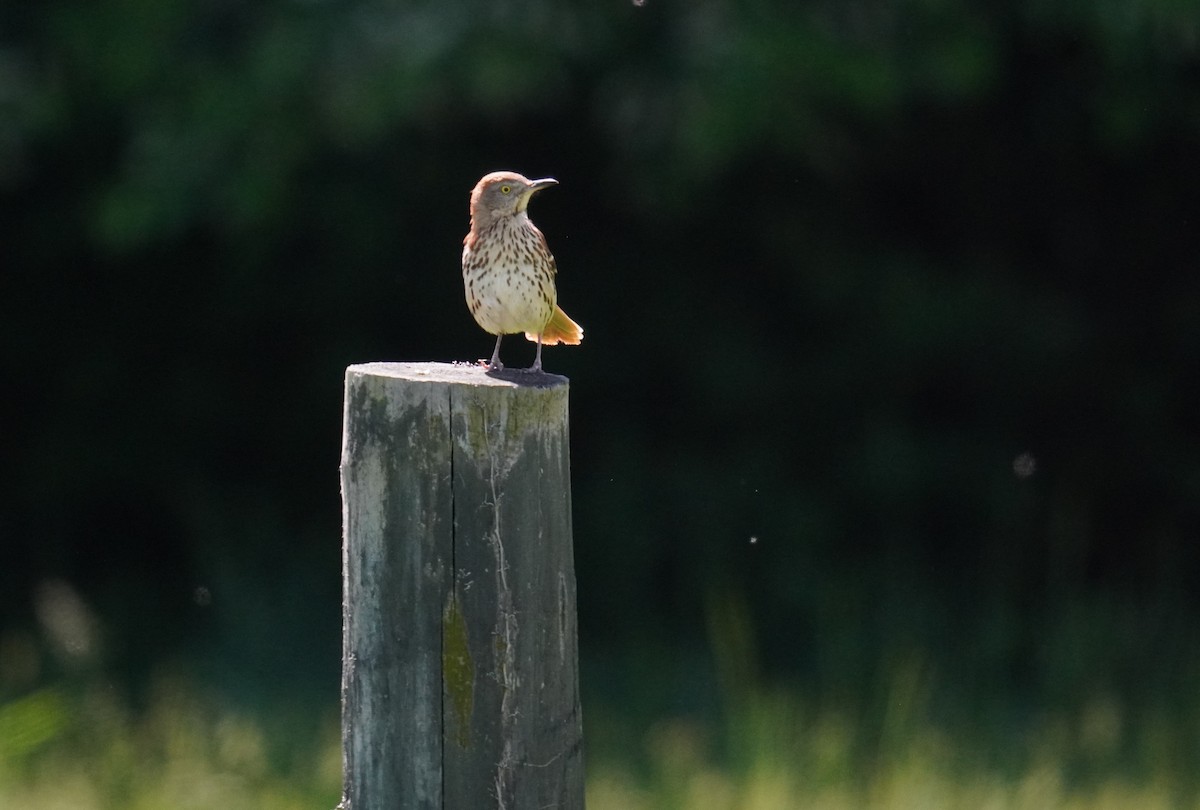 Brown Thrasher - Ethan K