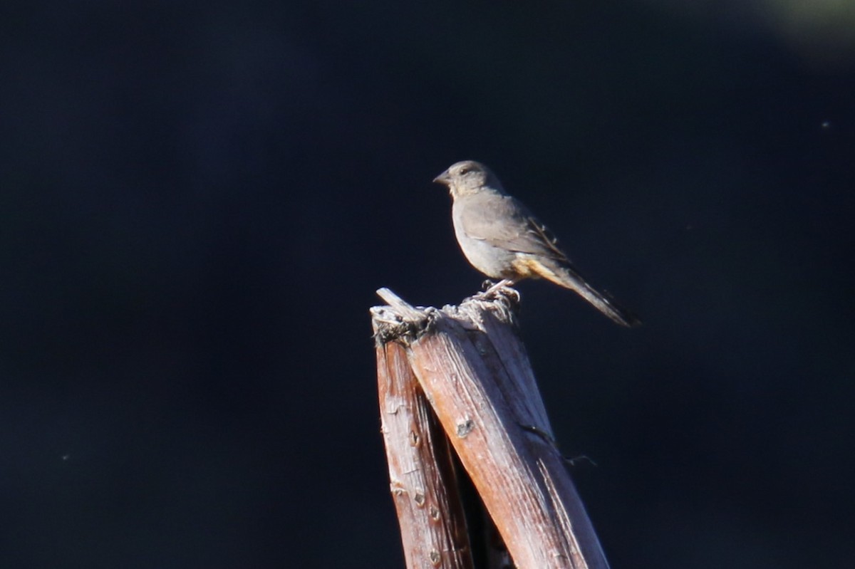 Canyon Towhee - Louis Hoeniger