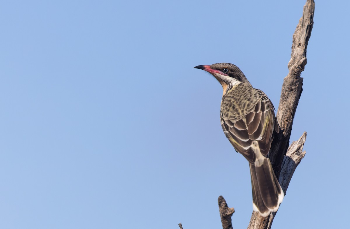 Spiny-cheeked Honeyeater - Geoff Dennis