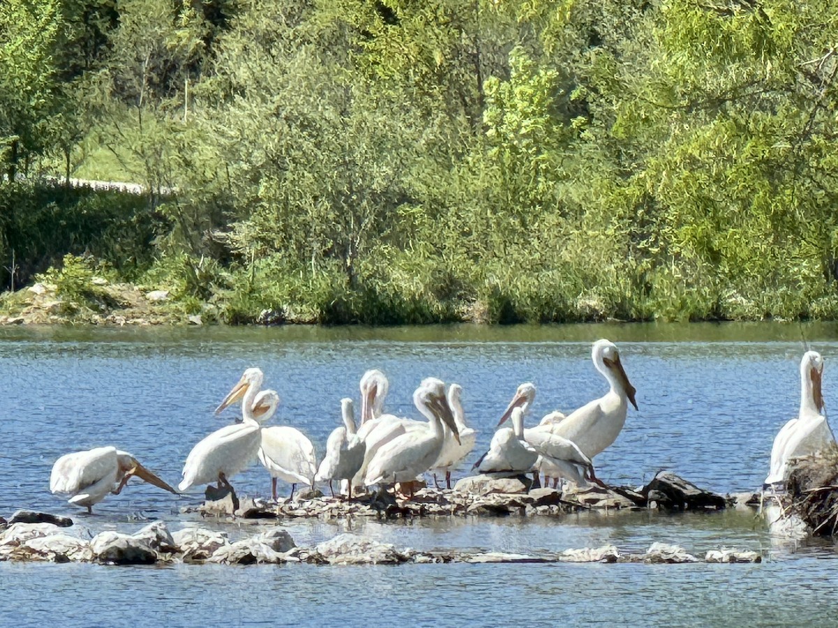 American White Pelican - David Peterson