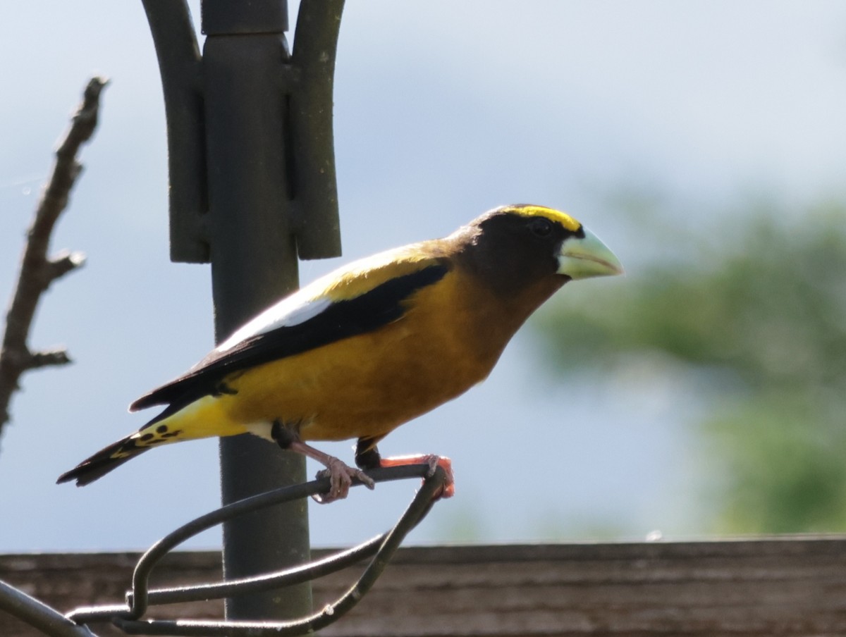 Evening Grosbeak - Joan Baker