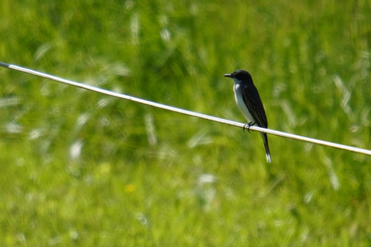 Eastern Kingbird - Ethan K