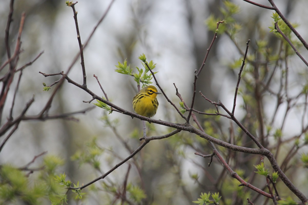 Prairie Warbler - Jennifer Evans