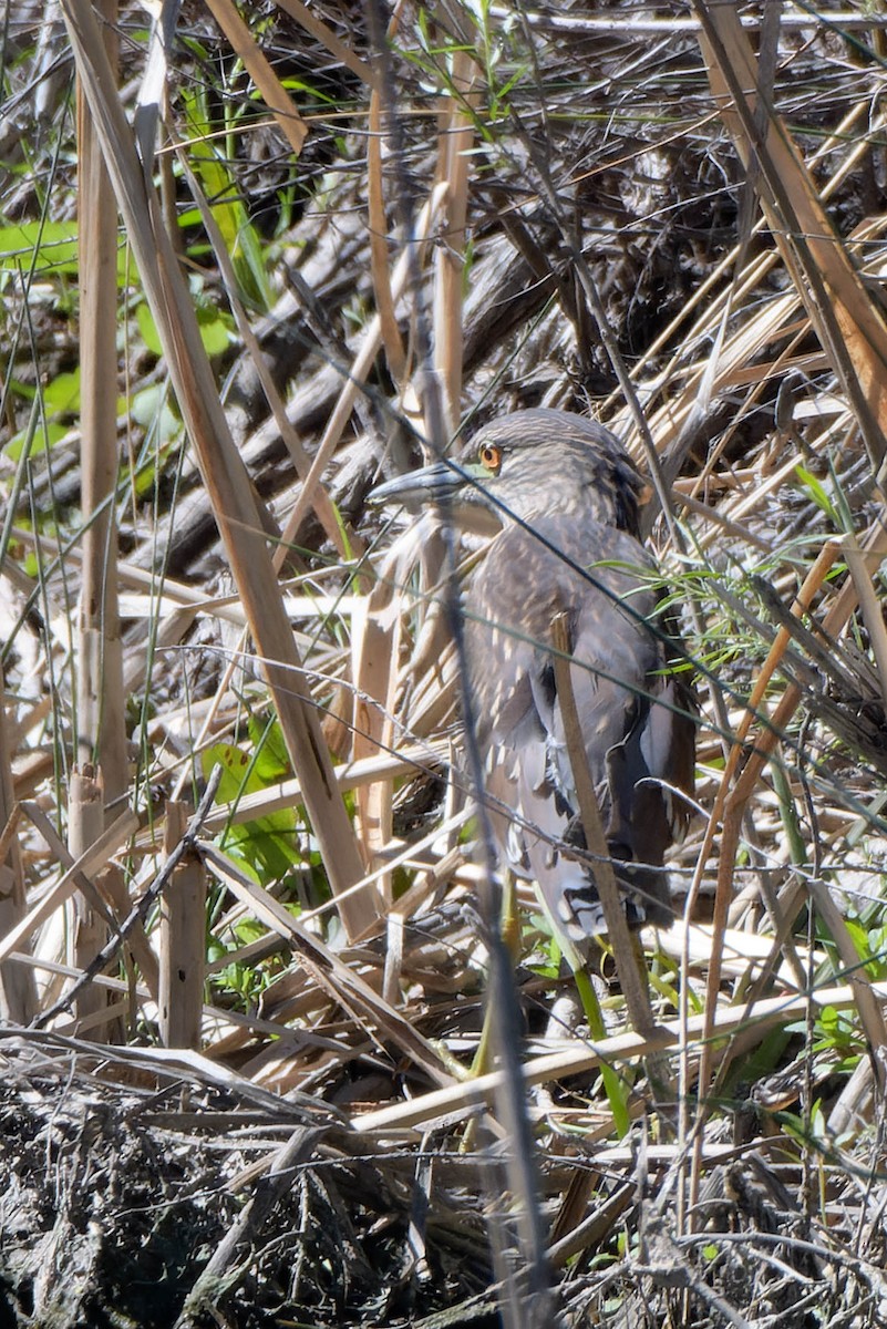 Black-crowned Night Heron - Gregg McClain