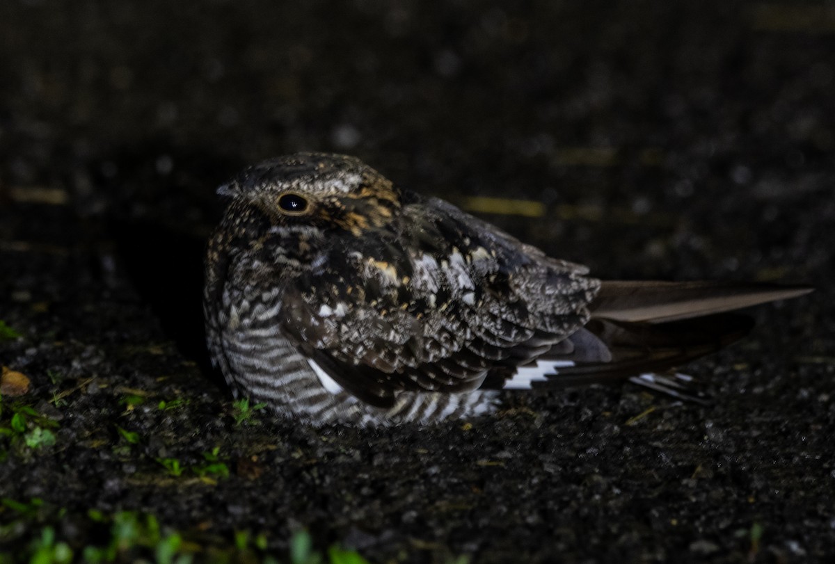 Common Nighthawk - cynthia mullens