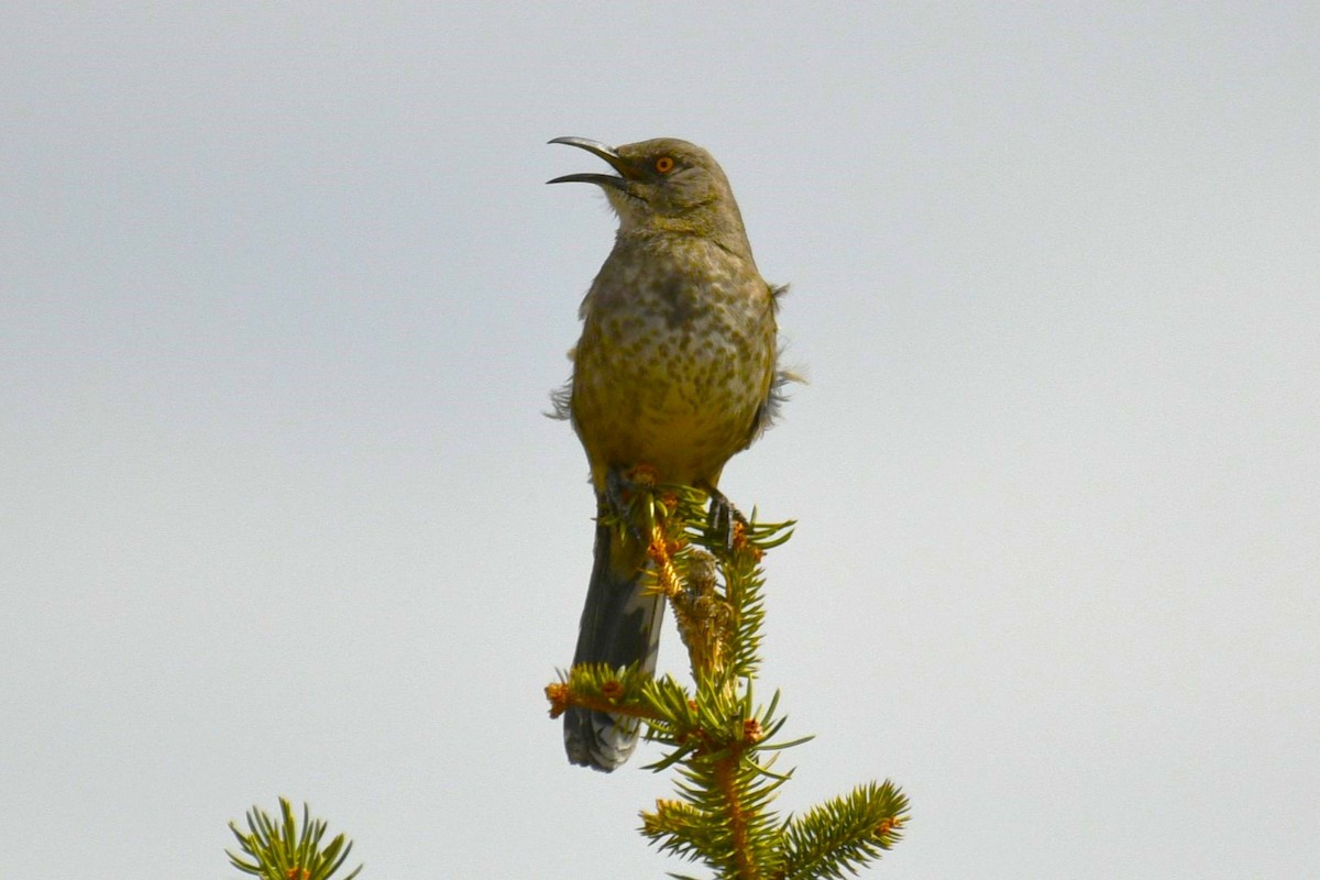 Curve-billed Thrasher - ML618868929
