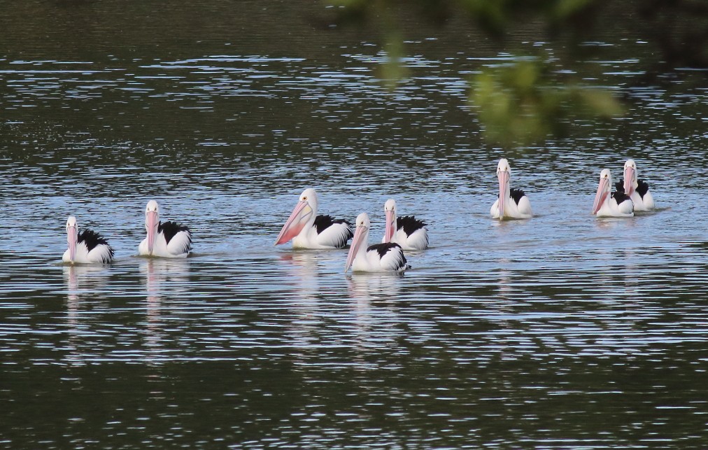 Australian Pelican - Paul Lynch