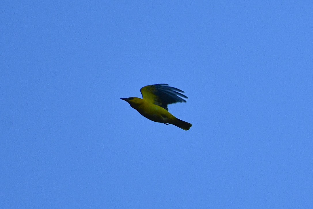 Eurasian Golden Oriole - Julian Campuzano Garrido