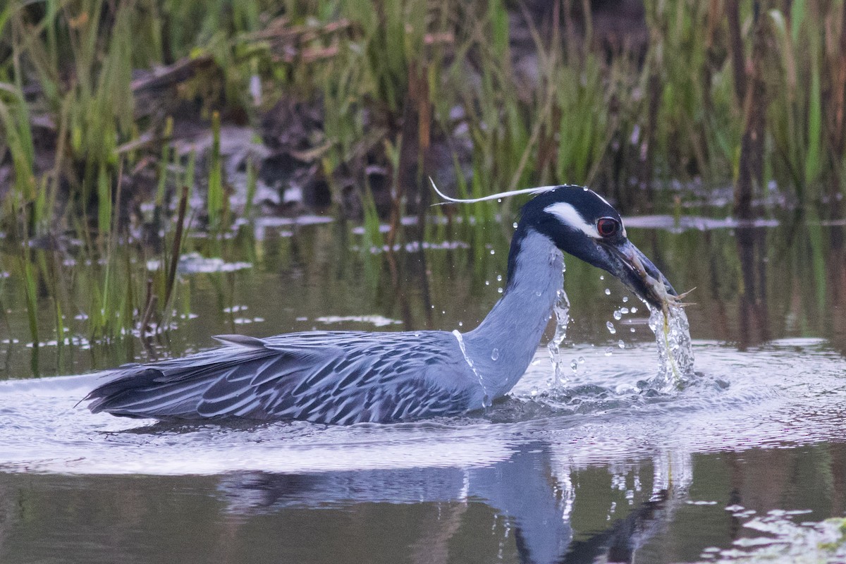 Yellow-crowned Night Heron - ML618868969