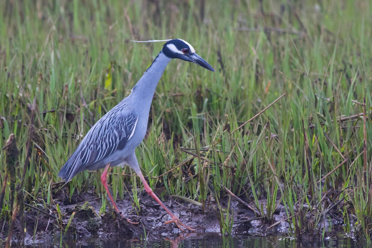 Yellow-crowned Night Heron - Mike Russell