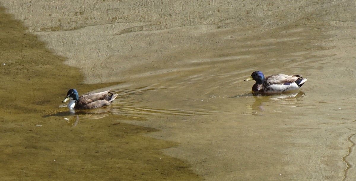 Mallard (Domestic type) - Brenda Andrews