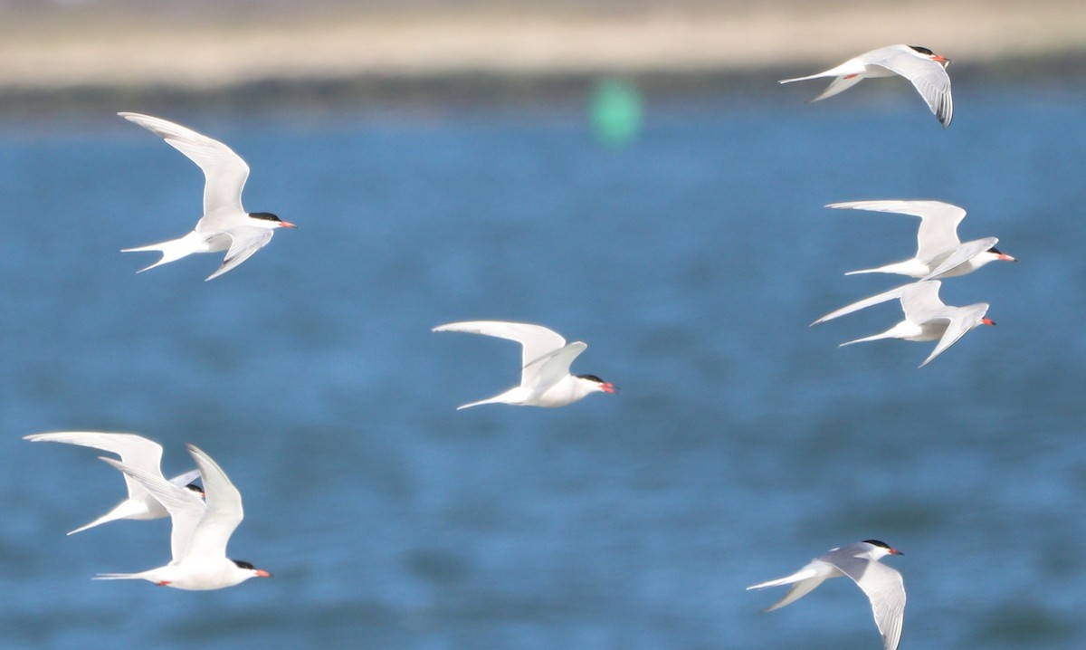 Common Tern - MA 2